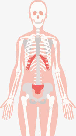 人体骨骼素材