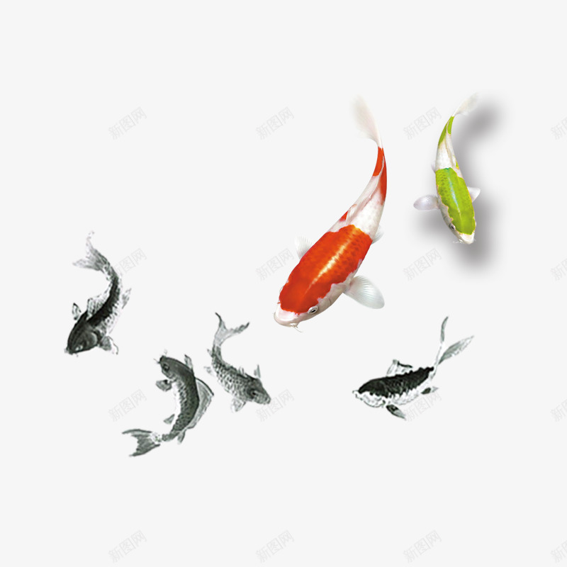 鲤鱼和它的小鱼儿psd免抠素材_新图网 https://ixintu.com 产品实物 游泳的鱼儿 红色 绿色 黑色