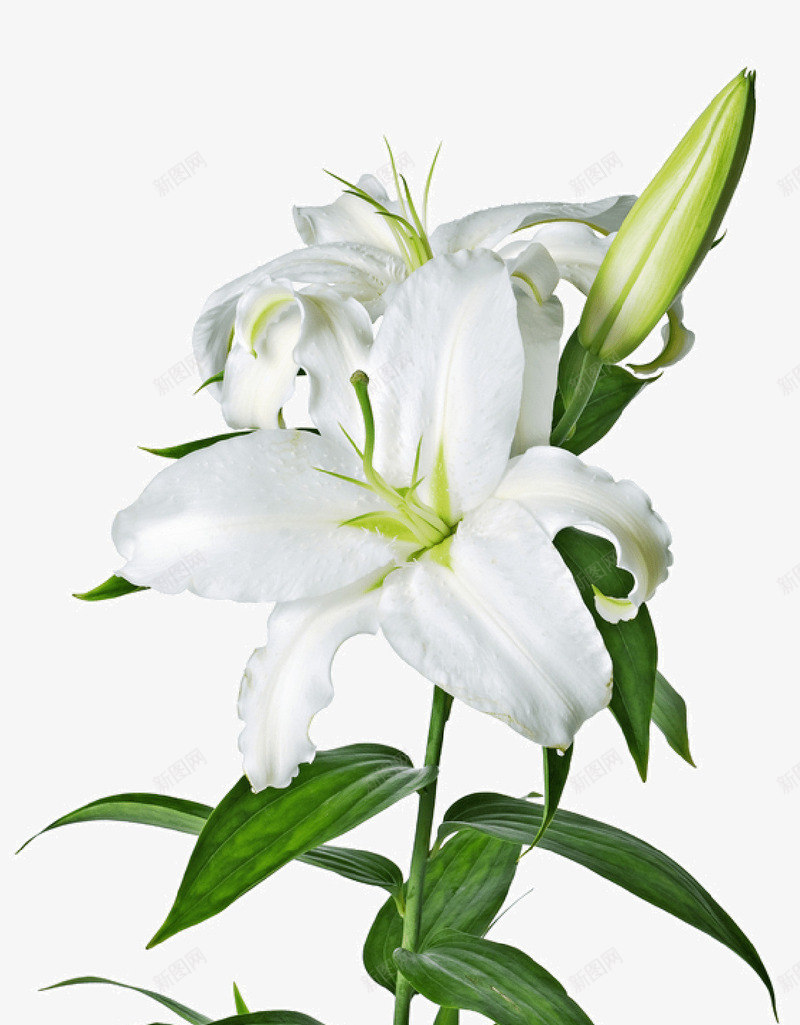 白色纯洁花朵花苞png免抠素材_新图网 https://ixintu.com 白色 盛开 纯洁 花朵