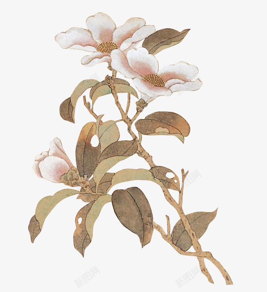 盛开花朵手绘png免抠素材_新图网 https://ixintu.com 手绘 盛开 花朵