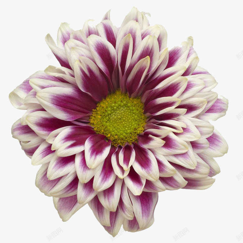 白紫色的大丽花png免抠素材_新图网 https://ixintu.com 大丽花 浪漫 白色 神秘 紫色 花朵