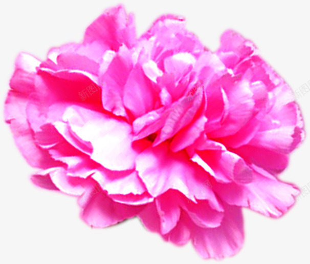 粉色盛开多层花朵装饰植物png免抠素材_新图网 https://ixintu.com 植物 盛开 粉色 花朵 装饰