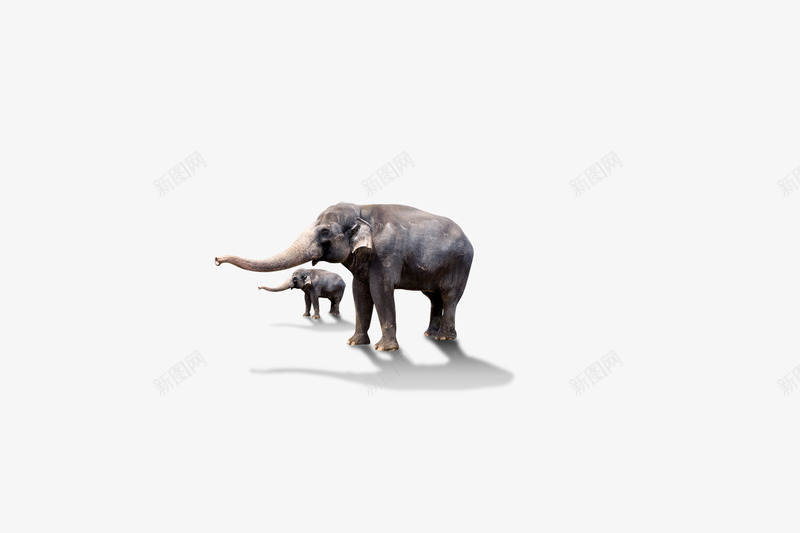 大象小象动物png免抠素材_新图网 https://ixintu.com 大象小象动物