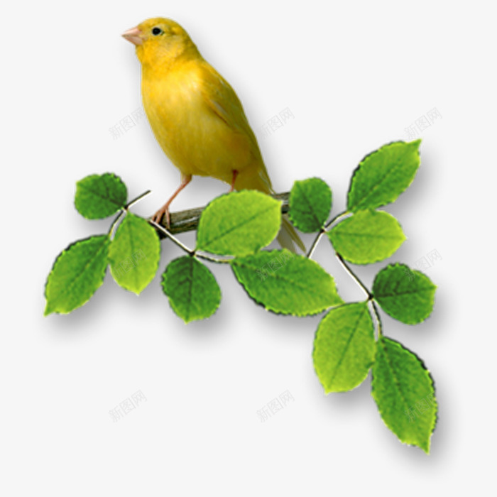 纯黄色雏鸟png免抠素材_新图网 https://ixintu.com 枝头 纯黄色 绿叶 雏鸟