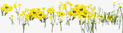 黄色户外美景郊外花朵png免抠素材_新图网 https://ixintu.com 户外 美景 花朵 郊外 黄色