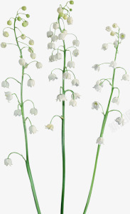 白色花朵桌面壁纸素材