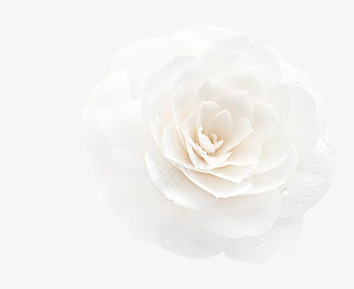 纯洁无暇的白色花朵png免抠素材_新图网 https://ixintu.com 无暇 白色 纯洁 花朵