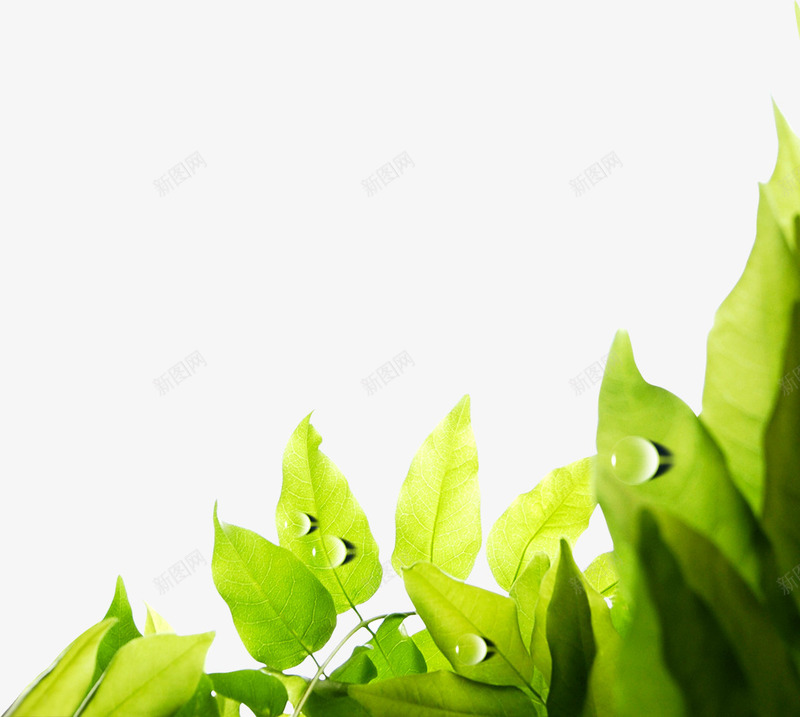 绿色树叶露珠清新png免抠素材_新图网 https://ixintu.com 树叶 清新 绿色 设计 露珠