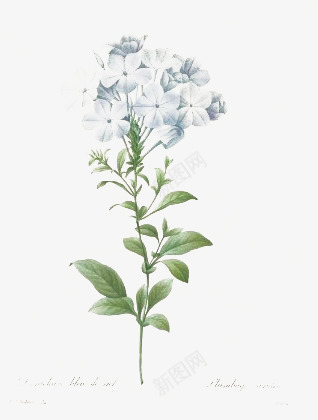 花卉png免抠素材_新图网 https://ixintu.com 写实 彩色 手绘 绿色叶子 花朵 花瓣 蓝白色