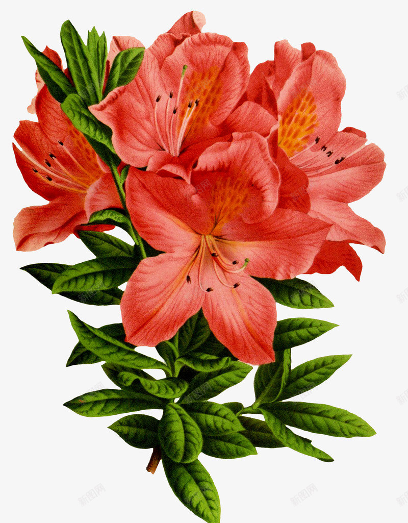 手绘花朵png免抠素材_新图网 https://ixintu.com 写实花卉 彩铅花卉 植物 红色 花朵