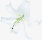 白色唯美纯洁花朵节日png免抠素材_新图网 https://ixintu.com 白色 纯洁 节日 花朵