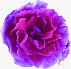 紫色完整盛开花朵素材