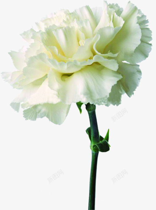 白色纯洁康乃馨花朵png免抠素材_新图网 https://ixintu.com 康乃馨 白色 纯洁 花朵
