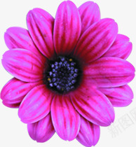 紫色唯美盛开花朵装饰png免抠素材_新图网 https://ixintu.com 盛开 紫色 花朵 装饰