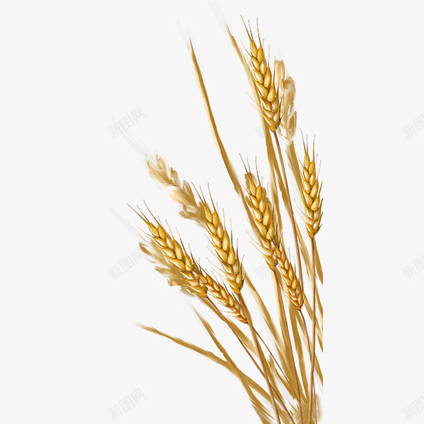 农作物丰收png免抠素材_新图网 https://ixintu.com 丰收的麦子 农作物 食品 食物 麦子