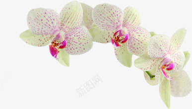 白色纯洁花朵植物装饰png免抠素材_新图网 https://ixintu.com 植物 白色 纯洁 花朵 装饰