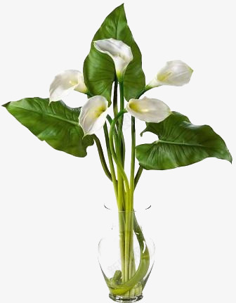 纯洁白色马蹄莲植物png免抠素材_新图网 https://ixintu.com 植物 白色 纯洁 马蹄莲