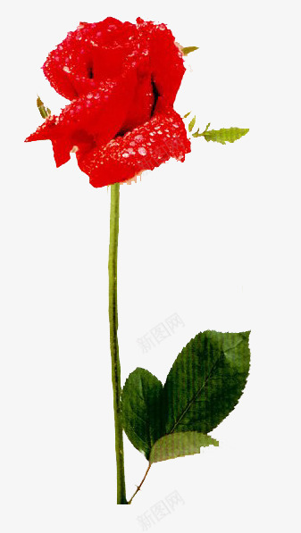 玫瑰花与露珠png免抠素材_新图网 https://ixintu.com 浪漫 玫瑰 红色花朵 露珠 鲜花