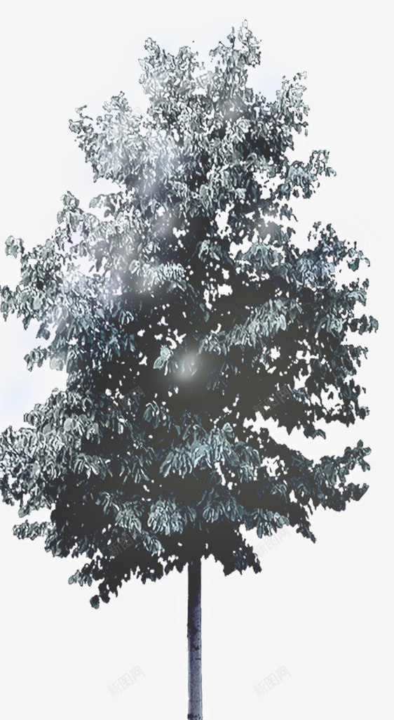 创意摄影户外的树木摄影png免抠素材_新图网 https://ixintu.com 创意 户外 摄影 树木
