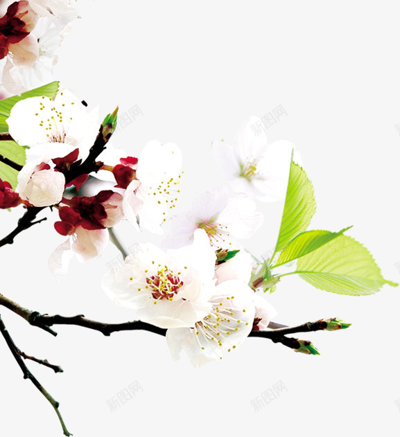 白色唯美花朵盛开png免抠素材_新图网 https://ixintu.com 白色 盛开 花朵