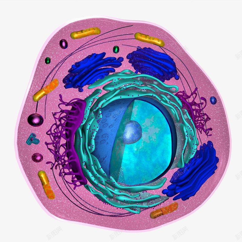 彩色细胞横断面插画png免抠素材_新图网 https://ixintu.com 免抠PNG 医学 彩色细胞横断面插画 生物 细胞 细胞特写