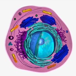 细胞特写彩色细胞横断面插画高清图片