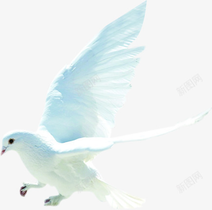 白色和平鸽纯洁图案png免抠素材_新图网 https://ixintu.com 和平鸽 图案 白色 纯洁