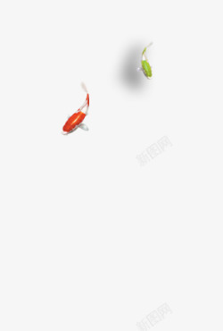 绿素红鲤鱼与绿鲤鱼高清图片