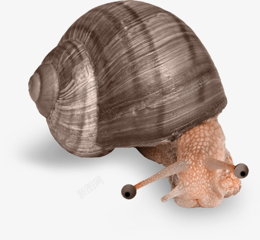 一只蜗牛png免抠素材_新图网 https://ixintu.com 一只蜗牛 慢速度 蜗牛 蜗牛PNG素材
