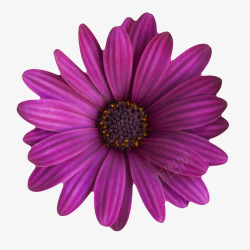 紫色植物小叶子一朵大花实物素材