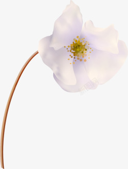纯洁栀子花唯美白色花朵高清图片