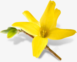黄色春天盛开花朵素材
