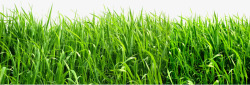 绿色清新户外草地风景素材