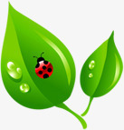 绿色卡通露珠瓢虫植物png免抠素材_新图网 https://ixintu.com 卡通 植物 瓢虫 绿色 露珠
