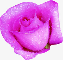 紫色露珠玫瑰素材