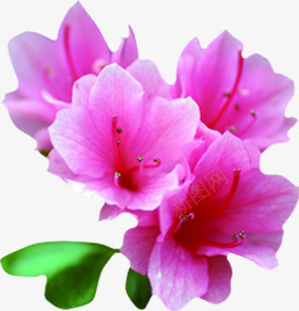 紫色唯美盛开花朵美景png免抠素材_新图网 https://ixintu.com 盛开 紫色 美景 花朵