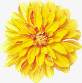黄色多层创意花朵盛开png免抠素材_新图网 https://ixintu.com 创意 盛开 花朵 黄色