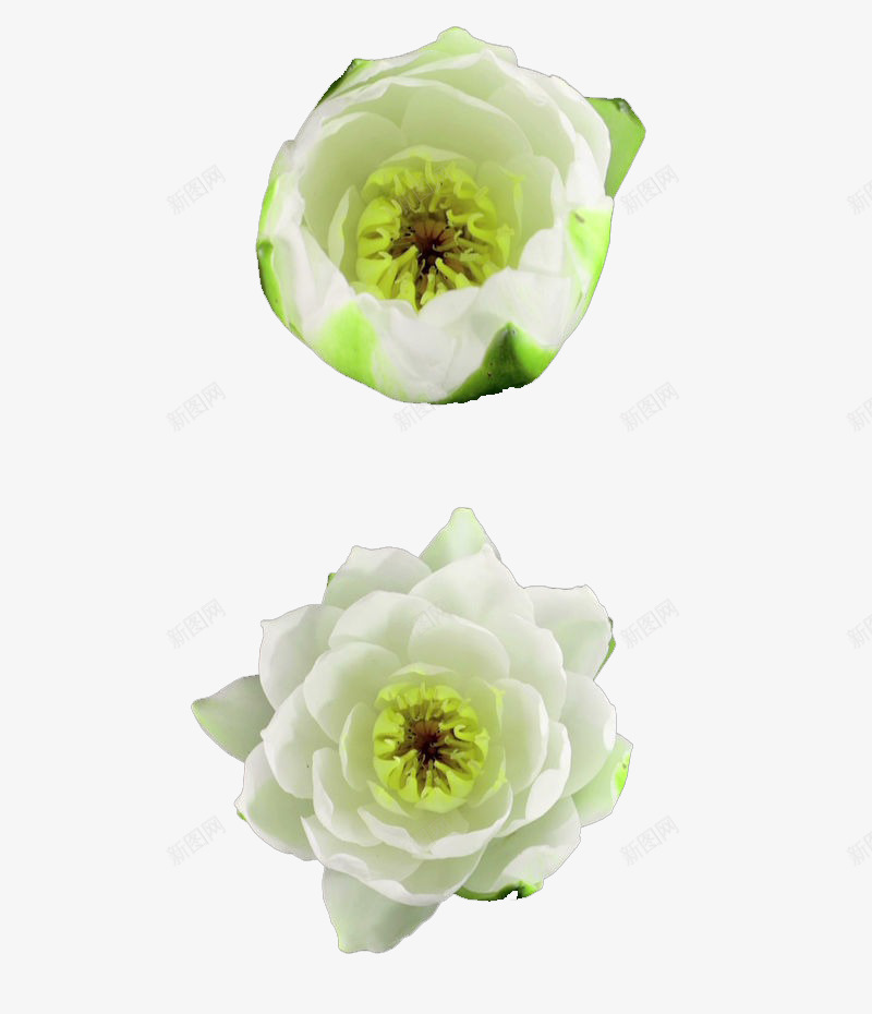 花朵开放过程实拍png免抠素材_新图网 https://ixintu.com 实拍 开放过程 开花 植物 清新 白色 纯白 纯色 花朵