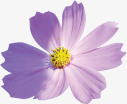 紫色春天盛开花朵唯美素材