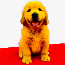 黄色导盲犬素材