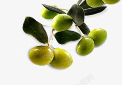 富含优质食用植物油的橄榄素材