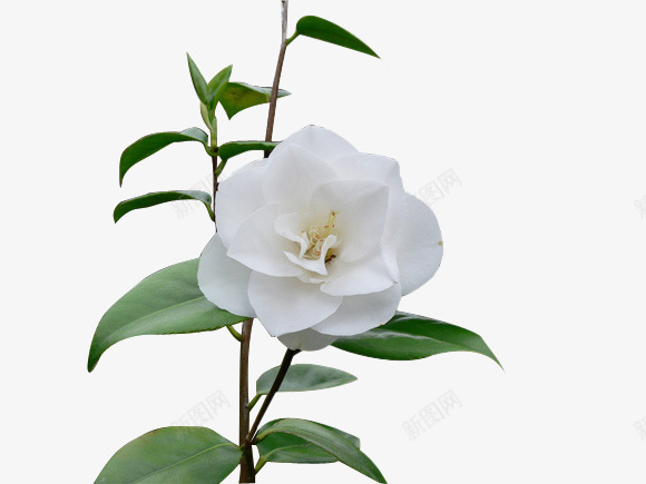 白色纯洁花朵png免抠素材_新图网 https://ixintu.com 白色 纯洁 花朵