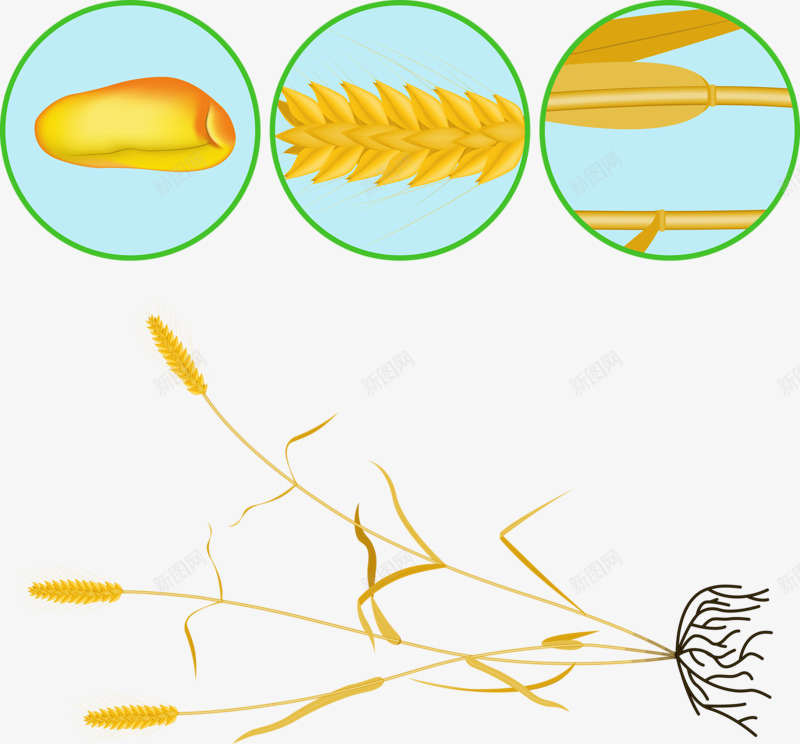手绘麦子png免抠素材_新图网 https://ixintu.com 庄稼 稻子 麦子 黄色