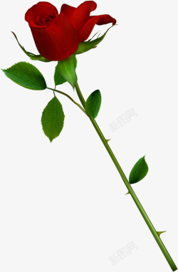 红色鲜花玫瑰花朵求婚素材