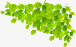 梦幻绿色树叶开学素材