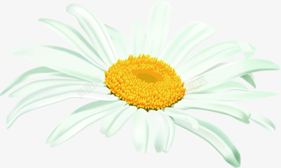 白色盛开完美花朵png免抠素材_新图网 https://ixintu.com 完美 白色 盛开 花朵