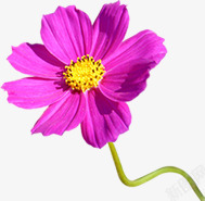 紫色盛开花朵植物素材