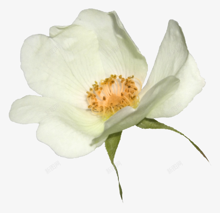 白色唯美盛开花朵png免抠素材_新图网 https://ixintu.com 唯美 白色 盛开 花朵