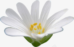 白色盛开花朵素材