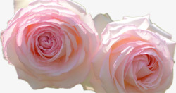 两支花纯色的玫瑰花高清图片